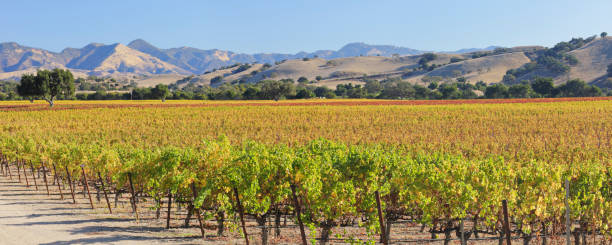 Panoramic Vineyard Landscape - Autumn Panoramic autumn vineyard landscape (Santa Barbara county, California). vineyard california santa barbara county panoramic stock pictures, royalty-free photos & images