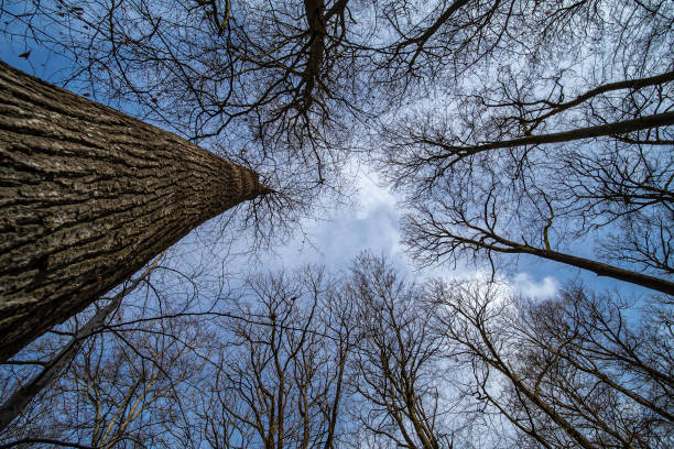 istock Trees top shot from the bottom up 1303225473
