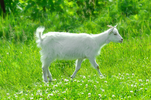 Soft focus white Saanen baby goat walking in sunny summer pasture, sede view. Cute farm animal kid in sunlight green field, shallow depth of focus