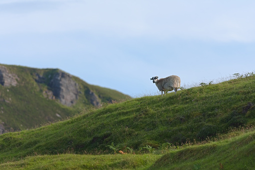 A lone sheep roams the scottish island of raasay. Amongst long wild grass and mountains it looks towards the camera. Copy space in the sky area