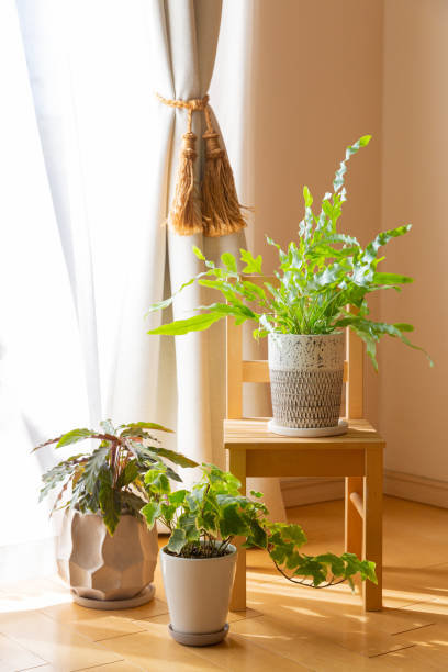 istock Indoor green leaves plant pots and white drape in the sunlight 1303232349