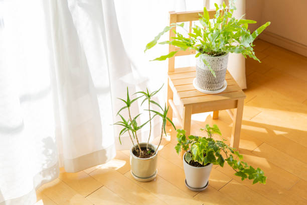 istock Indoor green leaves plant pots and white drape in the sunlight 1303232355