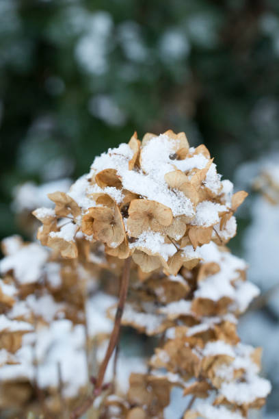 istock Hydrangea flower head in winter, covered in soft snow 1303232546