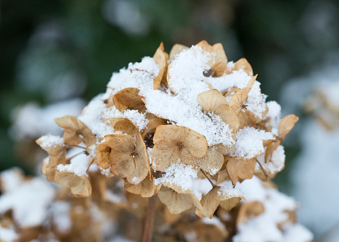 Hydrangea flower head in winter, covered in soft snow, England, United Kingdom
