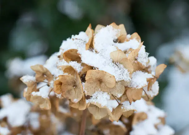 Photo of Hydrangea flower head in winter, covered in soft snow