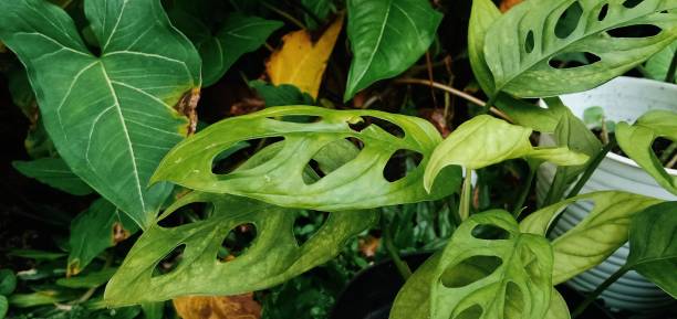 Leaf a collection of various kinds of plants in my yard joule stock pictures, royalty-free photos & images