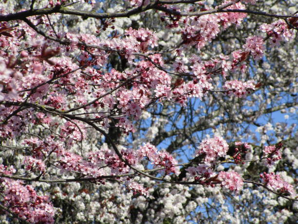 istock Bright Blooming Pink White Plum Blossoms in Canada 2020 1303233371