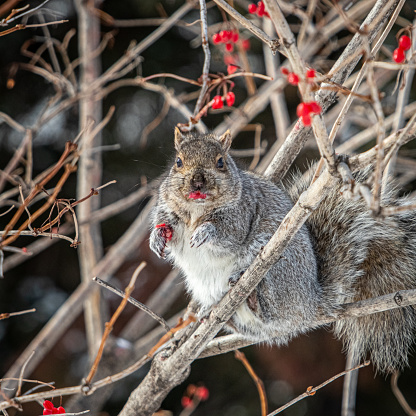 curious red squirrel with fluffy fur sits on tree trunk and looks for food