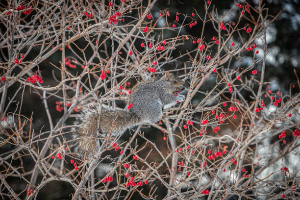 istock Grey Squirrel, (Sciurus carolinensis), Eastern gray squirrel, Viorne obier, (Viburnum opulus), pink guelder. 1303234732