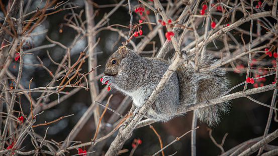 A closeup of a squirrel on a tree branch in the wild. Orange and brown colouring reminiscent of autumn times.