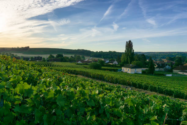 istock Row vine grape in champagne vineyards at montagne de reims 1303235566