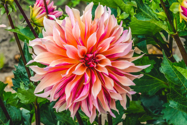 Coral Apricot Pink Rose Labyrinth Dahlia Blooming Macro Coral Apricot Pink Rose Peach Dinnerplate AA Dahlia Blooming Macro. Dahlia named Labyrinth dahlia photos stock pictures, royalty-free photos & images