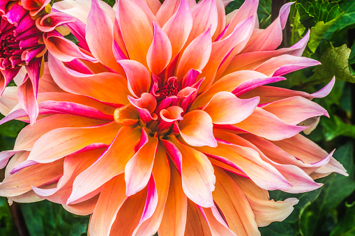 Fresh pink dahlia flower, photographed at close range, with emphasis on petal layers. Macro photography background