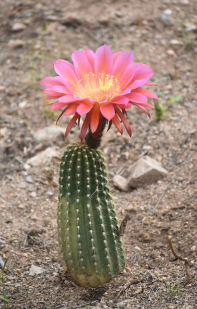 One Pink Torch Cactus Flower stock photo