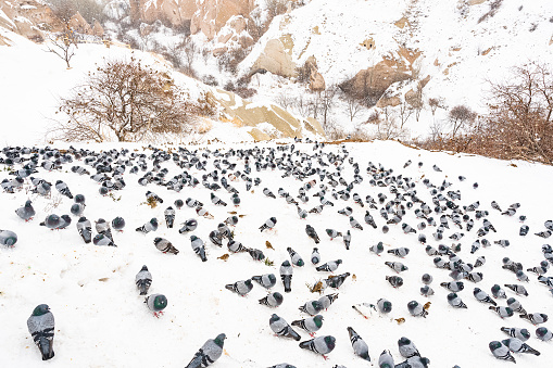 Group of pigeons feeding with wheat on snow with sparrows at Cappadocia
