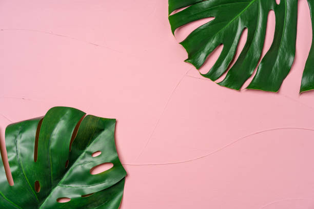 istock Monstera tropical plant leaf on pink background, flat lay 1303239074