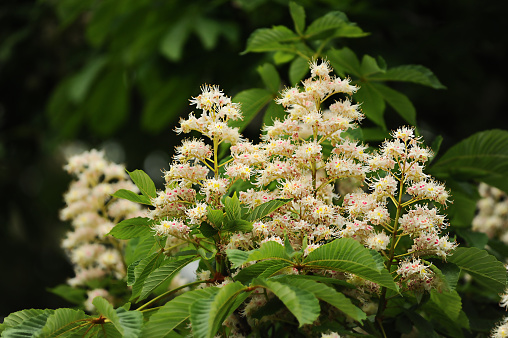 flowering horse chestnut tree Aesculus hippocastanum in summer park