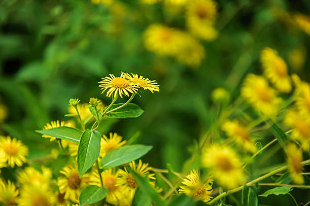 Elecampane flowers Field of Elecampane flowers full frame inula stock pictures, royalty-free photos & images