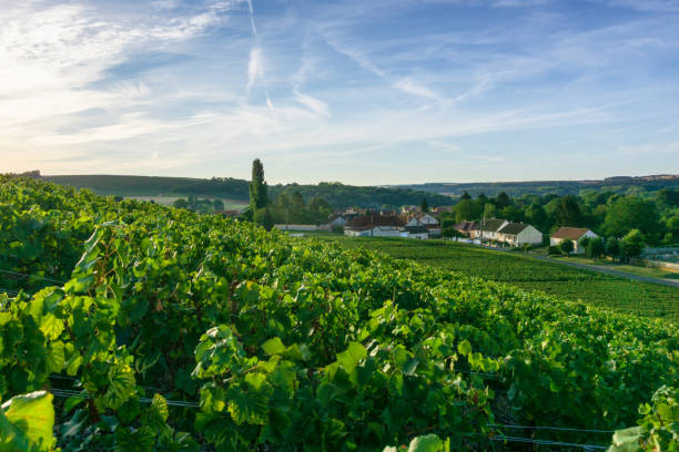 istock Row vine grape in champagne vineyards at montagne de reims 1303240744