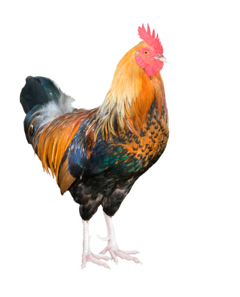 istock Colorful rooster cut out white background 1303241652