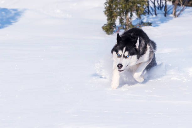 Siberian Husky conquers snowdrifts.
