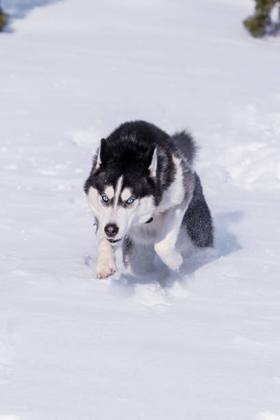 istock Siberian Husky conquers snowdrifts. 1303242835