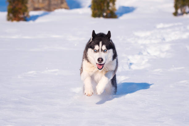 istock Siberian Husky conquers snowdrifts. 1303242836