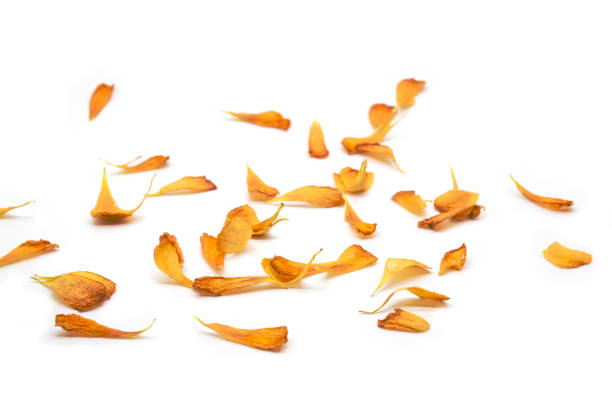 istock yellow flower petals. Selective focus, top view, copy space. 1303244394