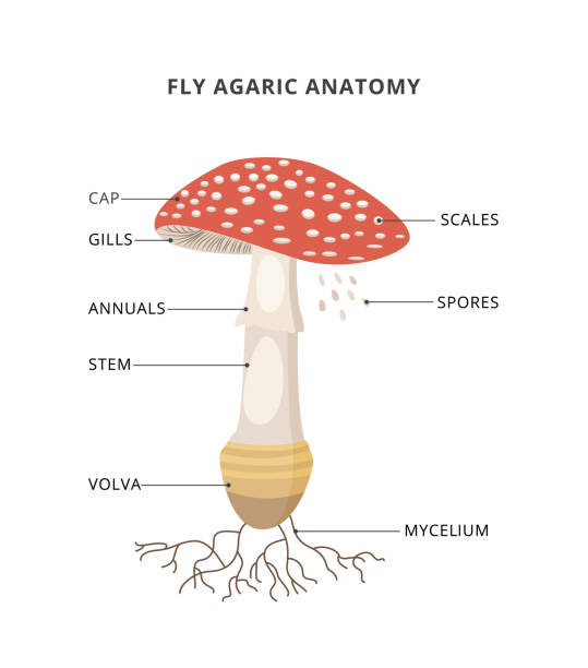 ilustrações de stock, clip art, desenhos animados e ícones de amanita muscaria anatomy. structure mushroom fly agaric with caption of parts. bright toxic fungus with red spotted cap. flat vector illustration isolated on a white background. - caption