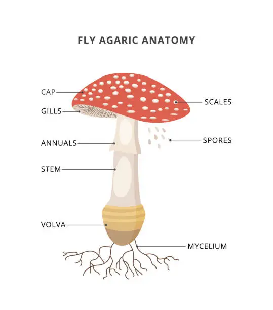 Vector illustration of Amanita muscaria anatomy. Structure mushroom fly agaric with caption of parts. Bright toxic fungus with red spotted cap. Flat vector illustration isolated on a white background.