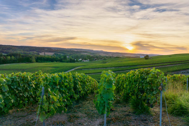 istock Row vine grape in champagne vineyards at montagne de reims 1303246678