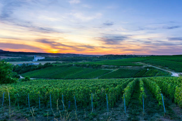 istock Row vine grape in champagne vineyards at montagne de reims 1303248582