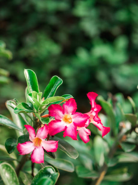 The bright pik flowers with dark green leaves. Vertical shot of bright light pink flowers in the garden with green leaves in background. Desert rose. Nature and garden concept. adenium obesum stock pictures, royalty-free photos & images