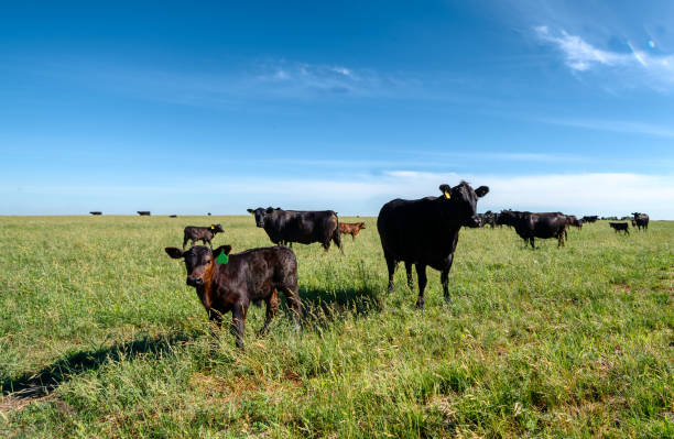 istock A black angus cow and calf graze on a green meadow 1303249253