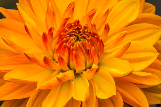 istock Yellow Orange Dahlia Blooming Macro 1303249962