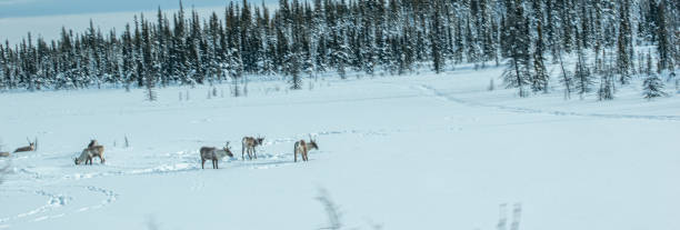 istock Caribou Herd on a Frozen Lake 1303250021