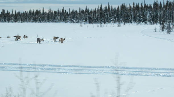 istock Caribou Herd on a Frozen Lake 1303250025
