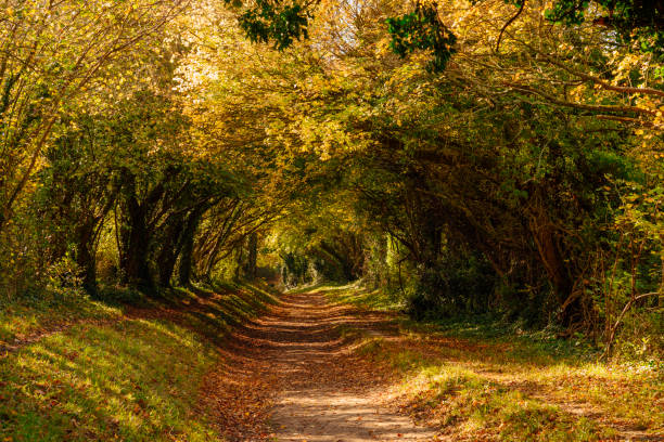 istock Footpath through tunnel of trees in autumn 1303250961