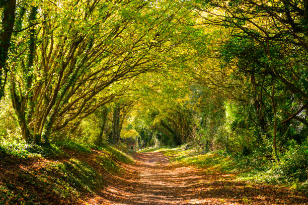 istock Tunnel of trees, Halnaker 1303250962