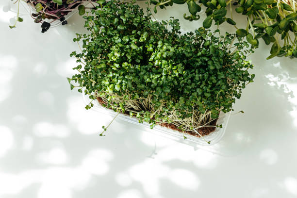 istock Micro green in tray on table close up 1303251830