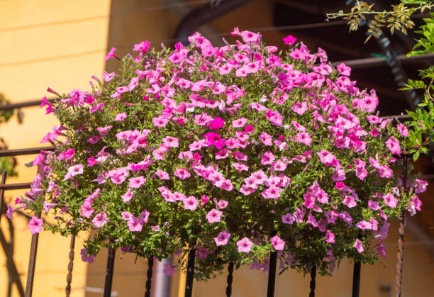 istock Calibrachoa in Menaggio on Lake Como, Italy 1303253402