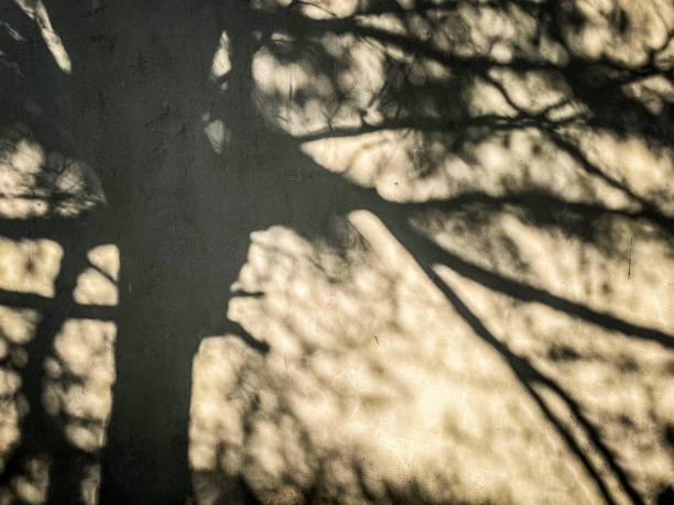 istock Abstract shadow background of natural leaves 1303253635