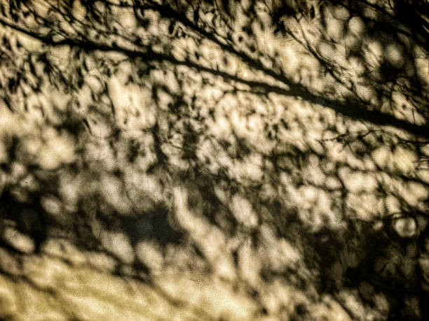 istock Abstract shadow background of natural leaves 1303253638