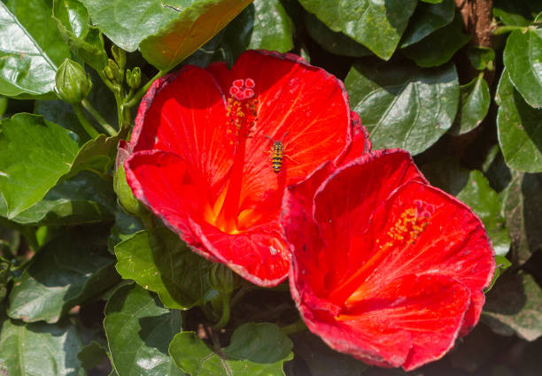 German Wasp on Hibiscus in Menaggio, Italy