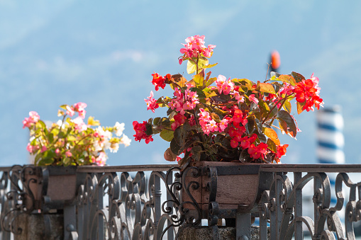 Begonia semperflorens in Menaggio on Lake Como, Italy