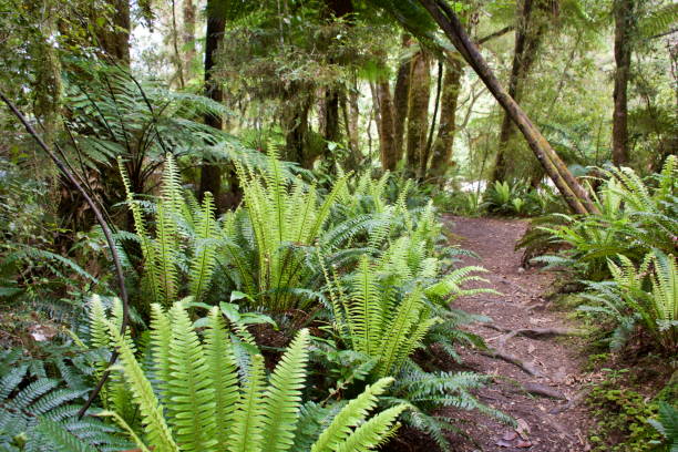Paparoa National Park Landscape, West Coast New Zealand