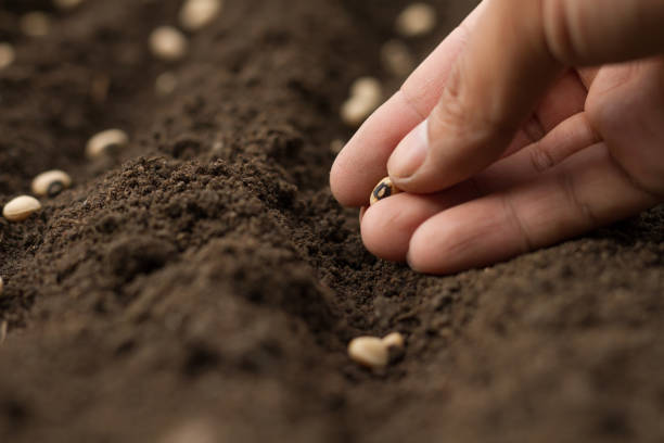 istock Sowing seeds of vegetable on healthy soil 1303257513
