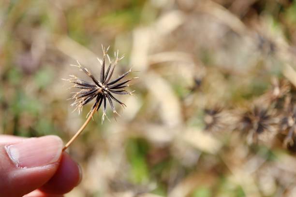 Chinaberry grass. Sticking bug. One of the miscellaneous news called sticking insects and sticking insects in Japan. chinaberry stock pictures, royalty-free photos & images