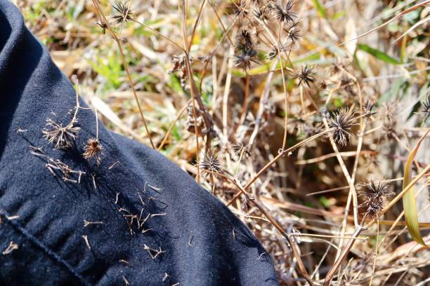 Chinaberry grass. Sticking bug. One of the miscellaneous news called sticking insects and sticking insects in Japan. chinaberry stock pictures, royalty-free photos & images