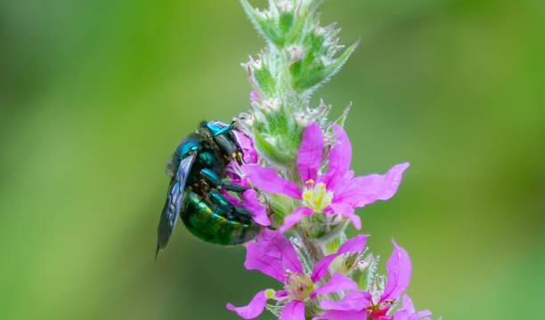 istock Carpenter bee feeding on a wildflower. 1303258415